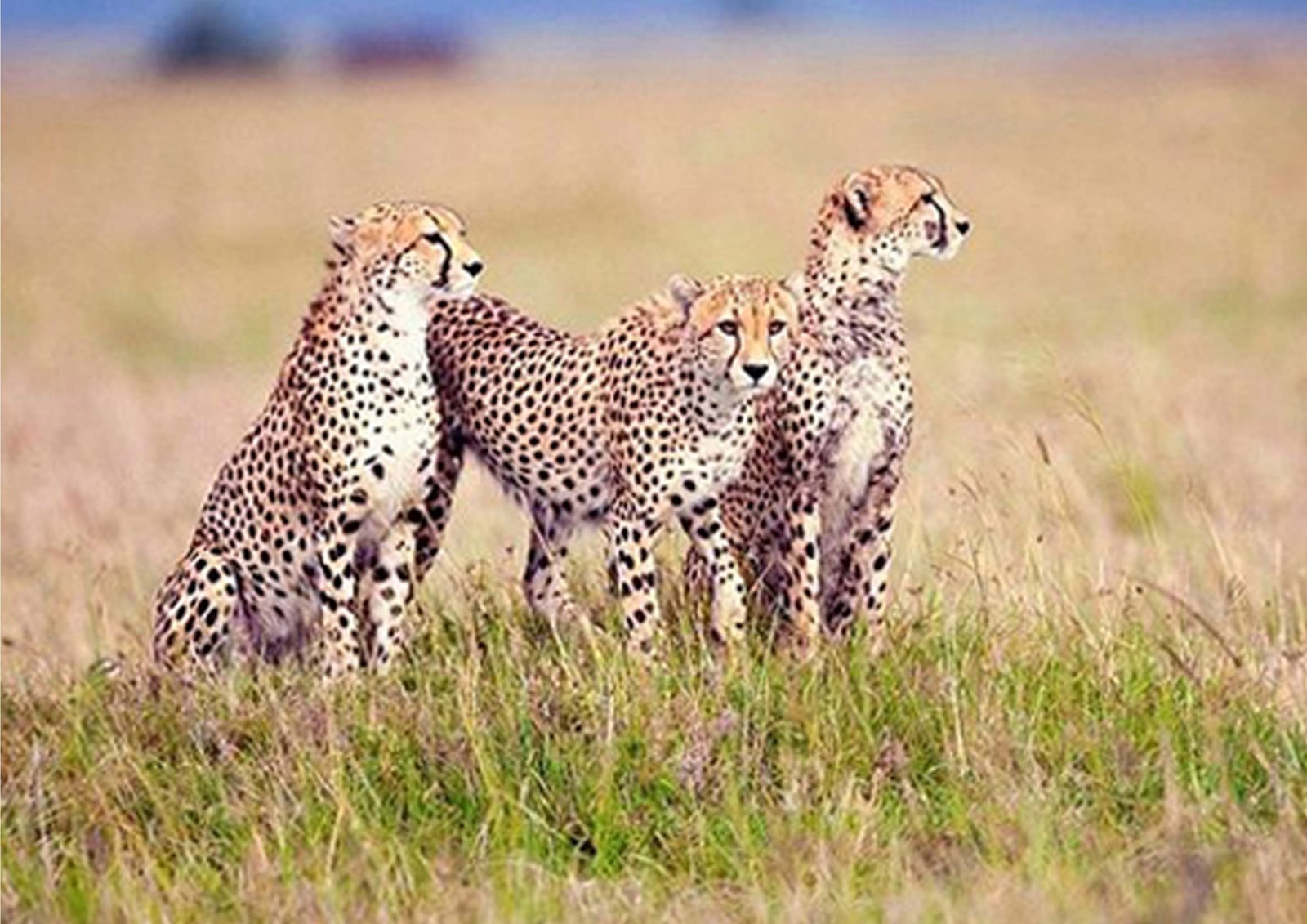 Cheetah surveying the Serengeti plains from a rocky outcrop