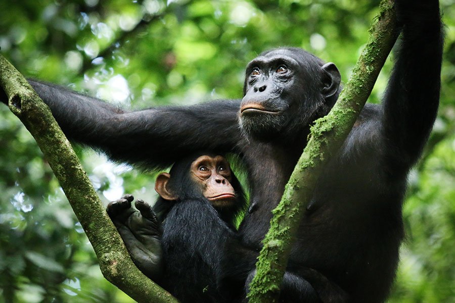 Chimpanzee in the forests of western Tanzania