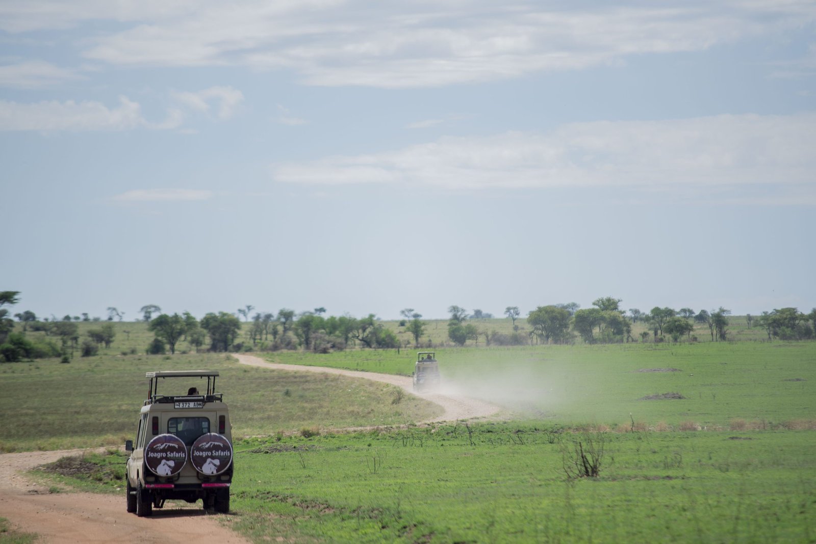 Elephant herd crossing the savannah in Tarangire National Park