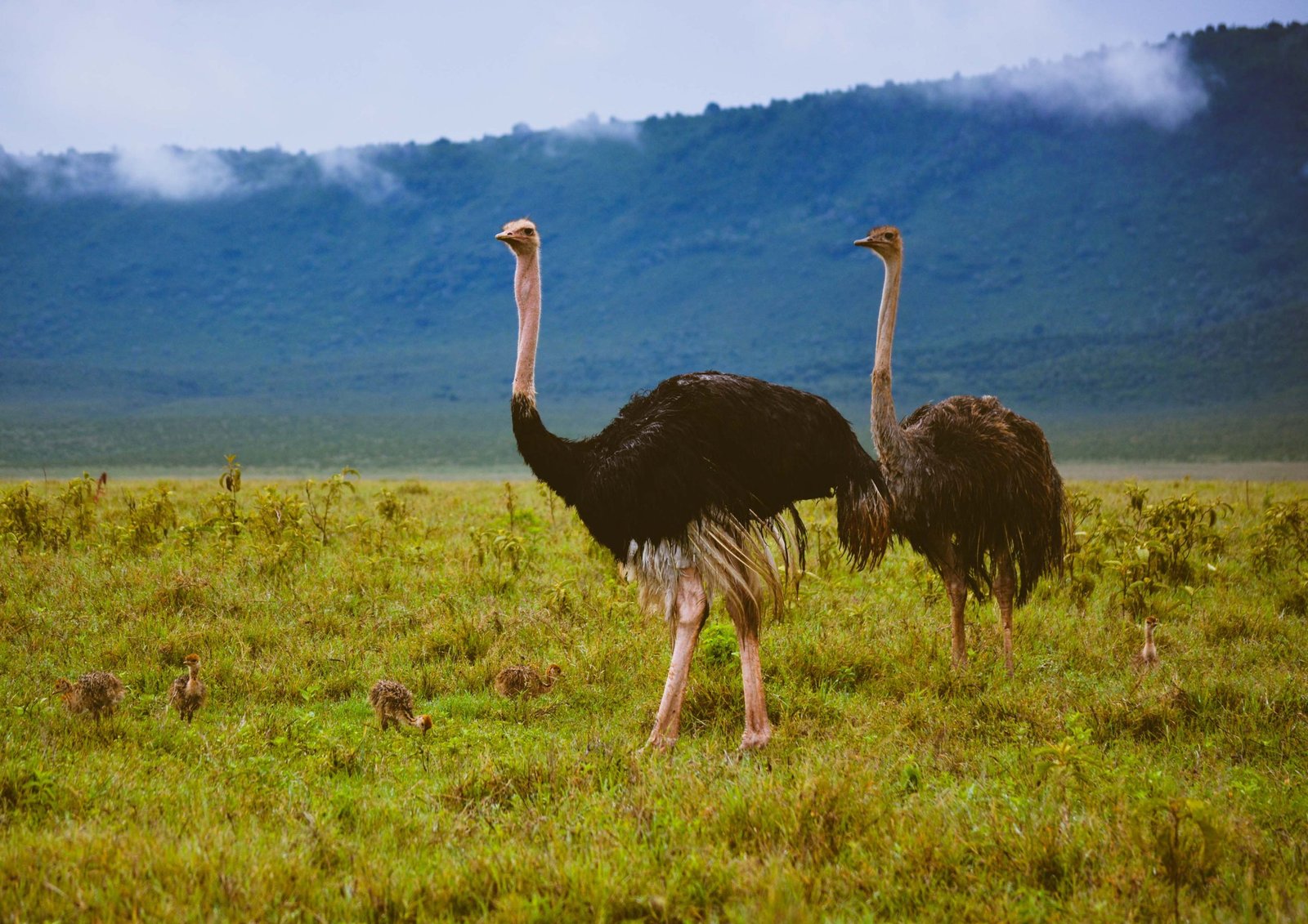 Couple on a romantic safari game drive through Tanzania