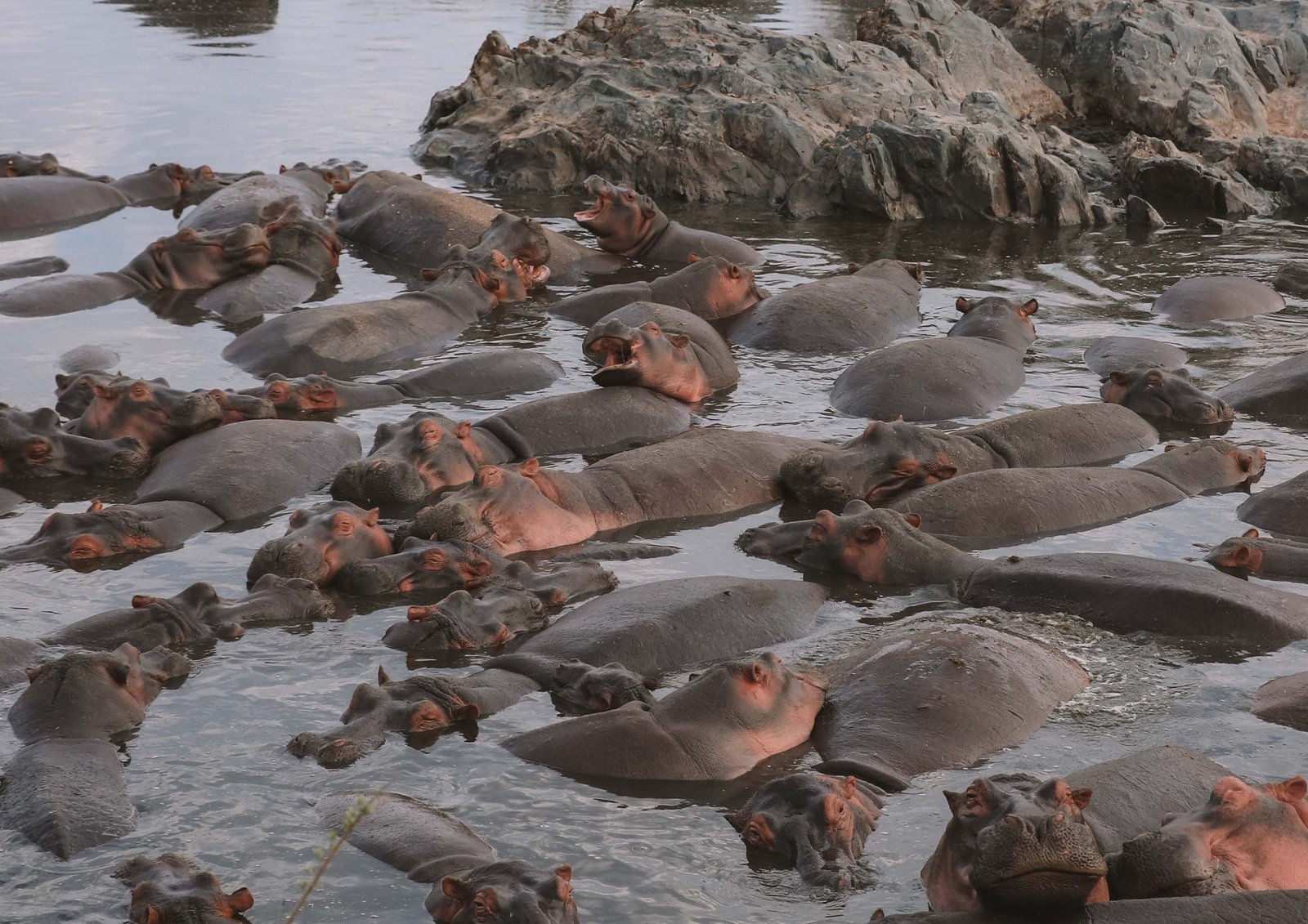 Wildlife safari across Kenya and Tanzania borders