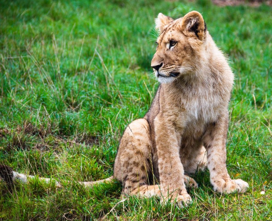 Male lion resting in the golden grasslands of the Serengeti, Tanzania