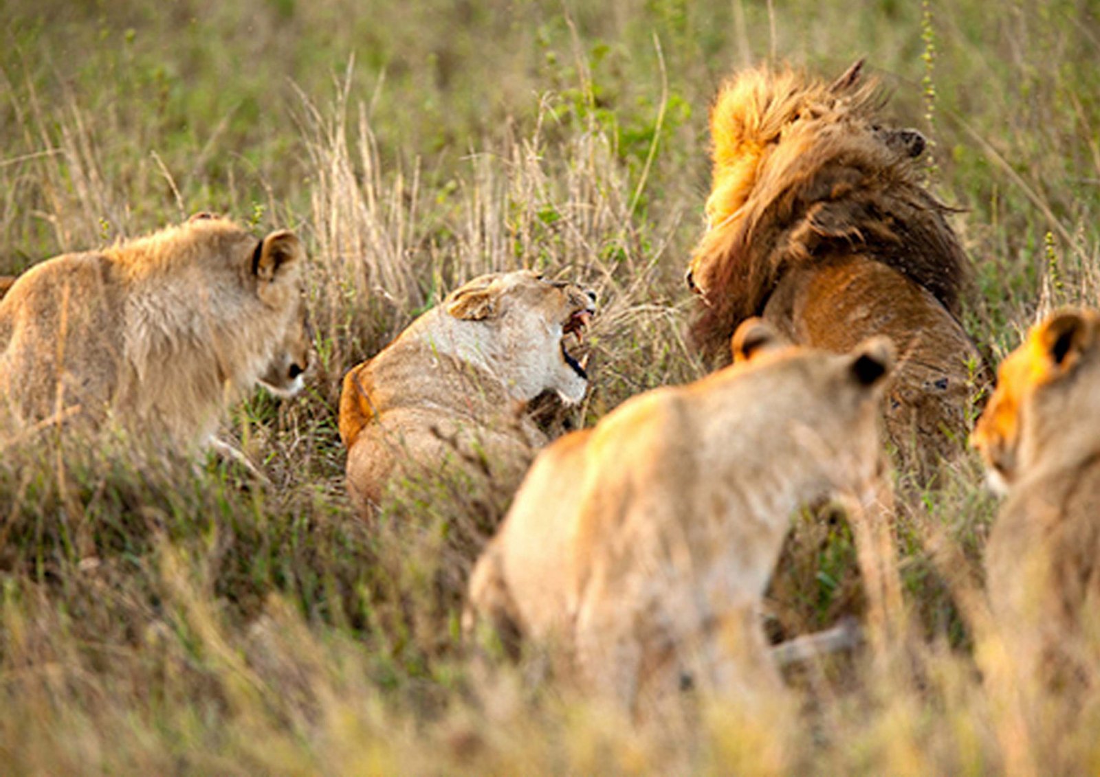 Lion pride in the Serengeti grasslands at golden hour