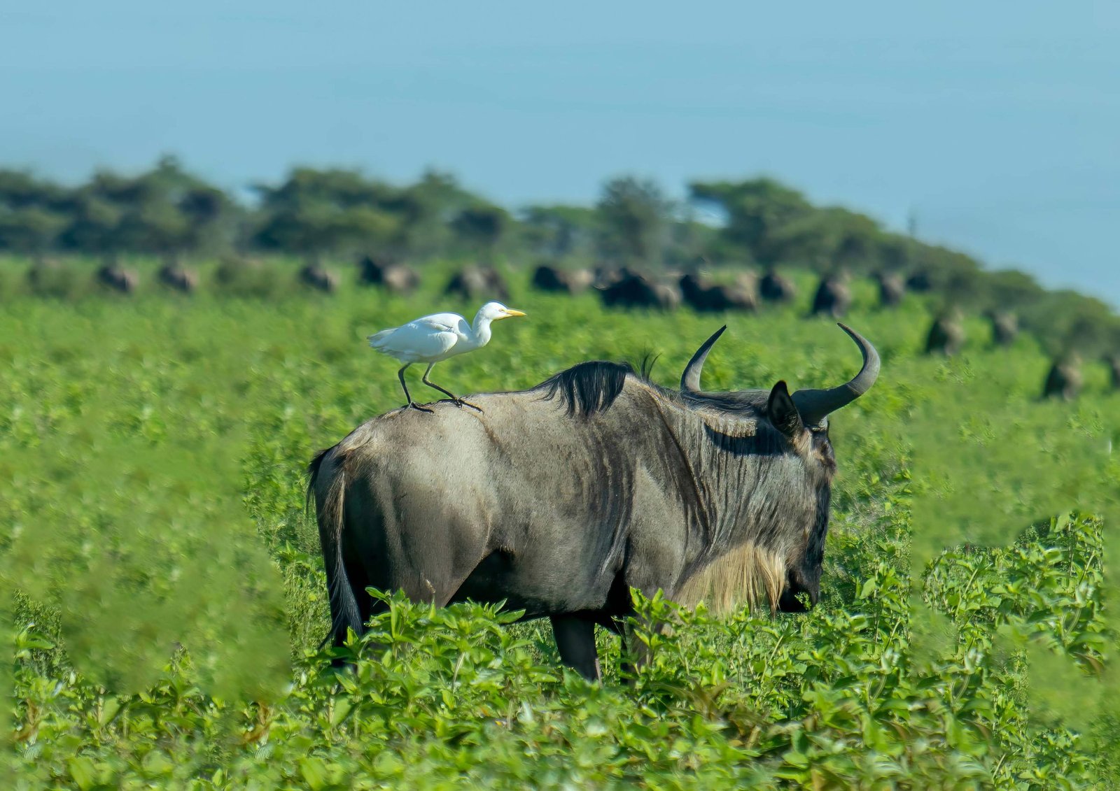 Wildebeest migration and calving season in Ndutu