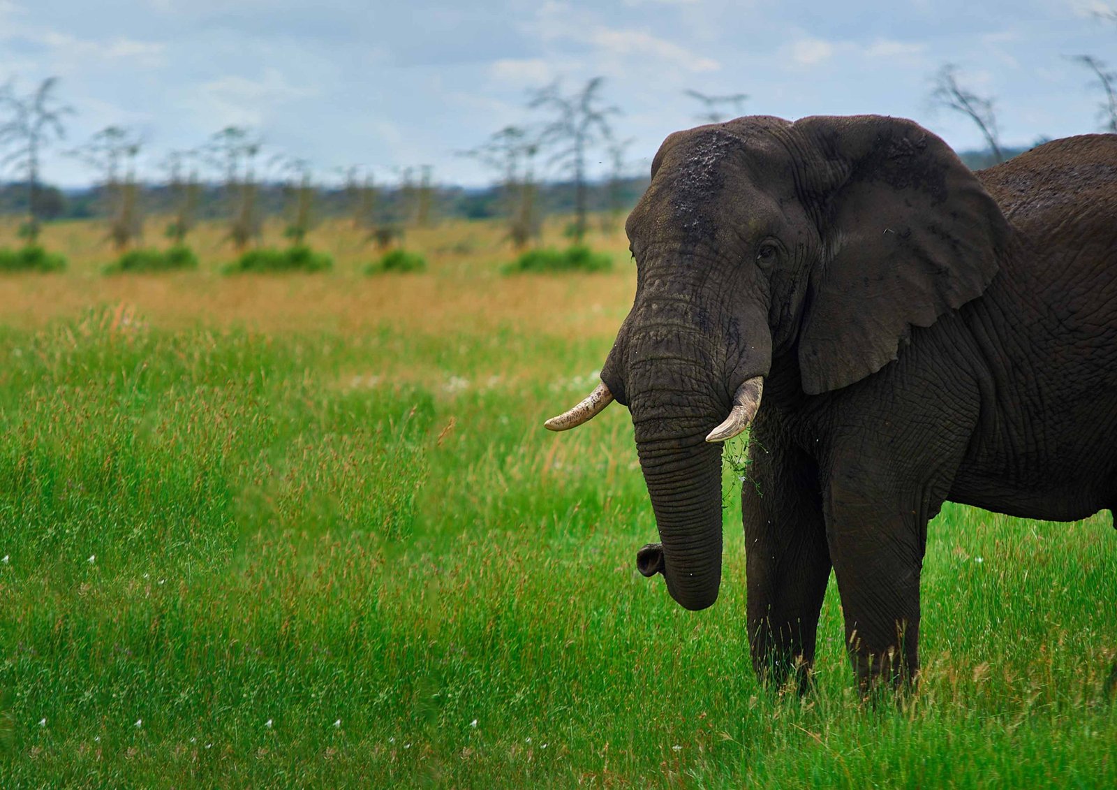 Elephants walking through Ngorongoro Conservation Area with crater rim in background