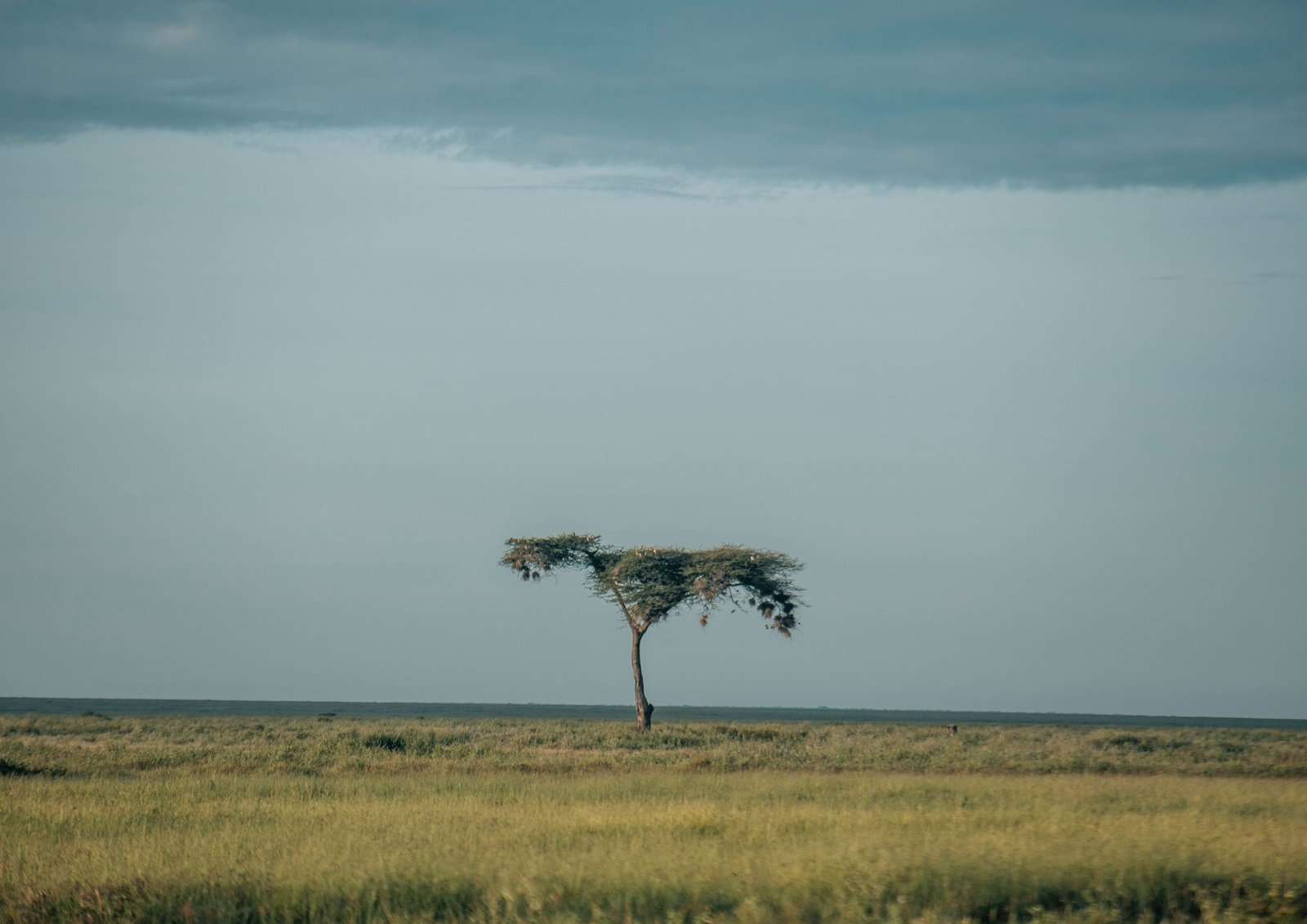 Cultural encounter during a Tanzania safari experience