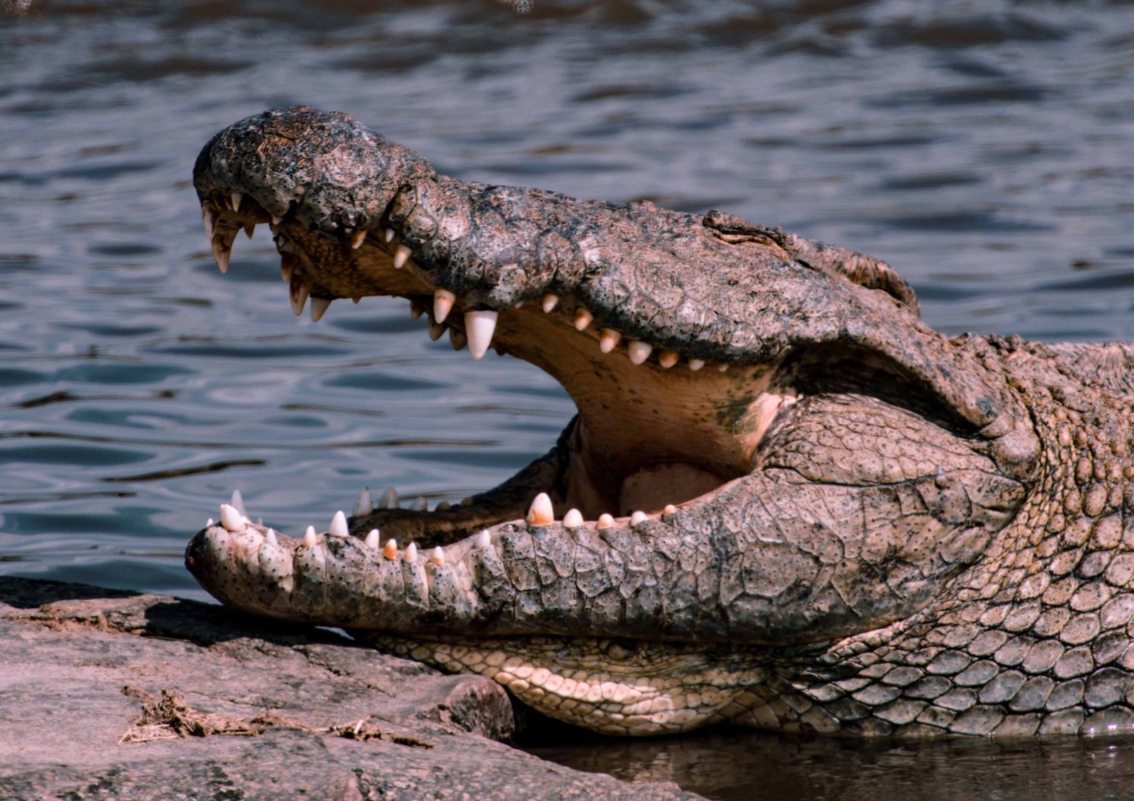 Panoramic view of the Ngorongoro highlands near Olduvai Gorge