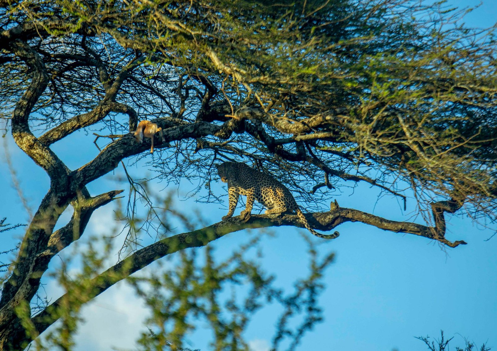 Safari vehicle on a game drive through Tarangire's baobab landscape