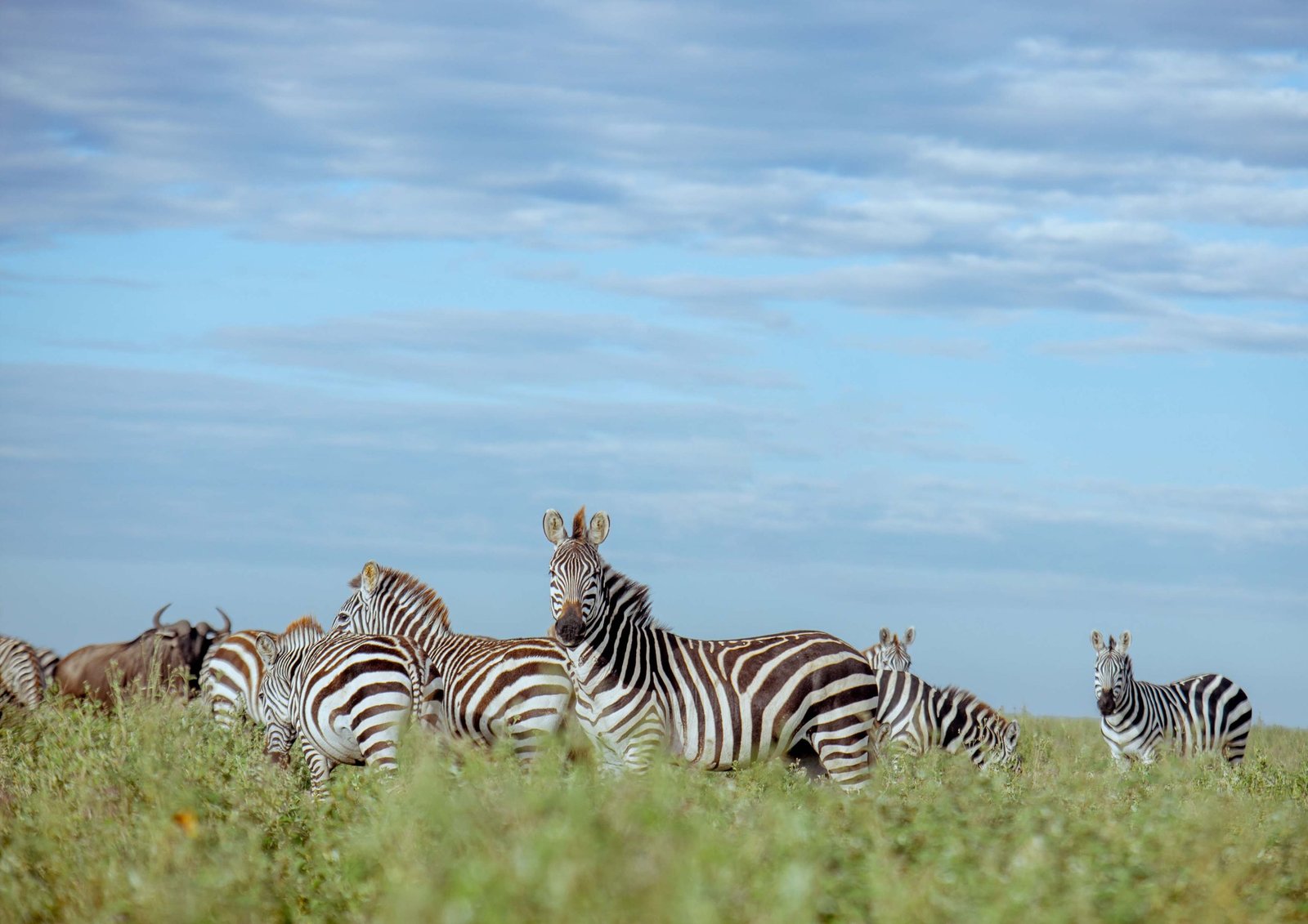 Wildlife viewing on a guided Tanzania safari